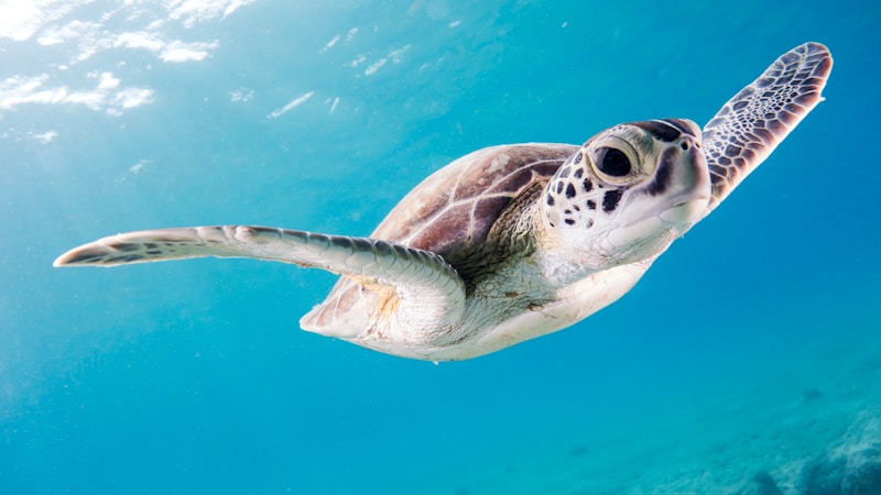 New Treaty to Protect 30% of Global Oceans Signed by 190 Nations
